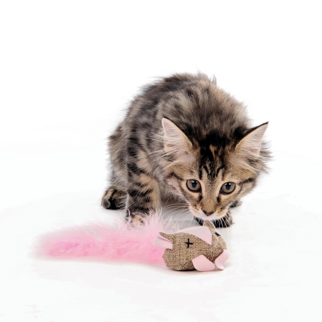 M-Pets Fare Kedi Oyuncağı 17x7x4cm (Karışık Renkli)