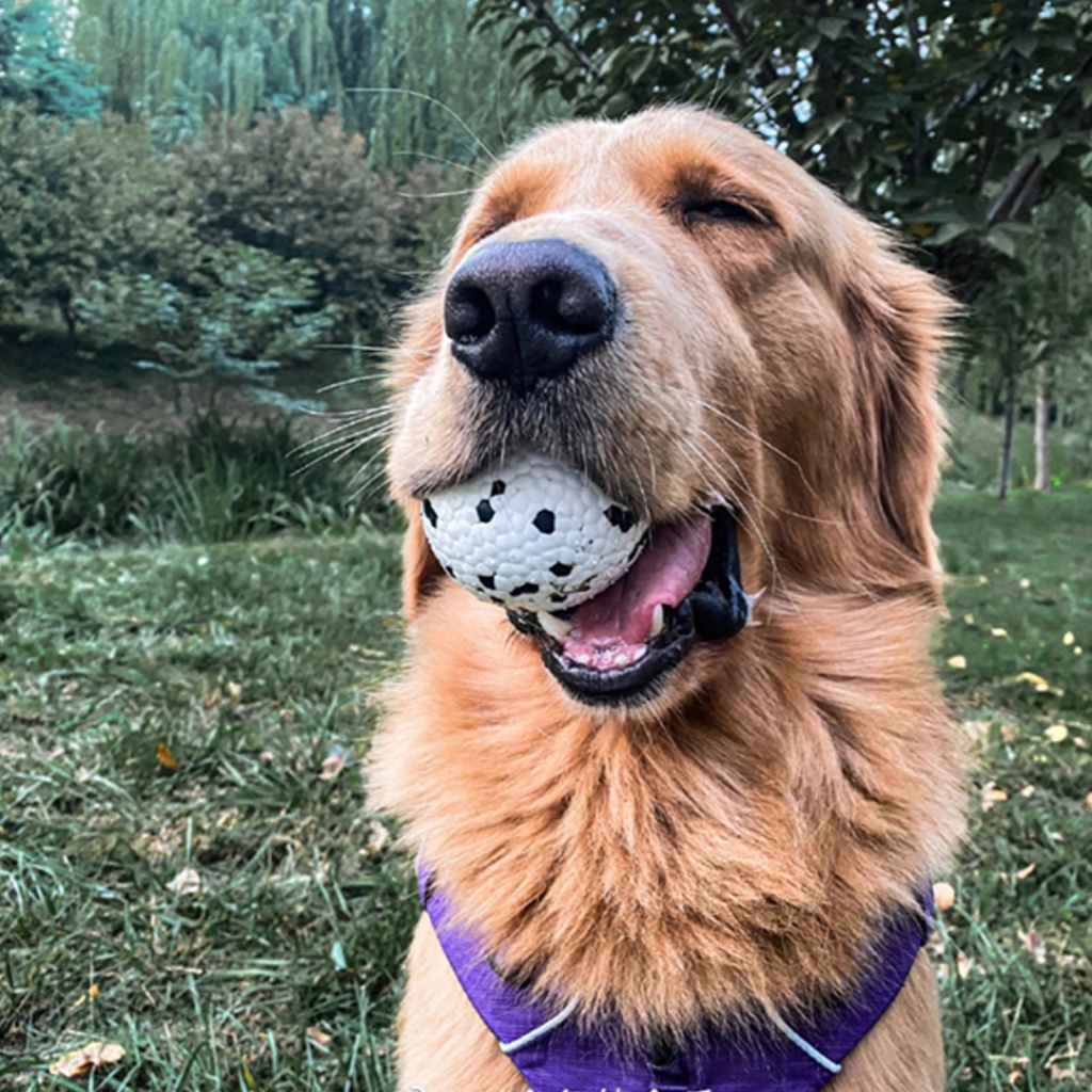 M-Pets Bloom Ball Parçalanmaz Top Köpek Oyuncağı 7cm (Beyaz) — görsel 3