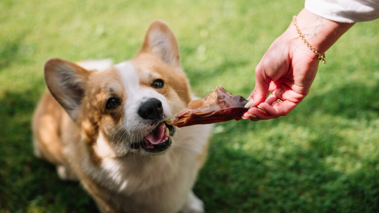 can dogs eat beef jerky: dog looking at beef jerky treat