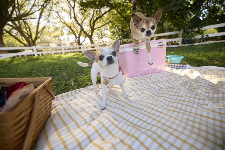 Two Chihuahuas on a picnic blanket in a grassy park